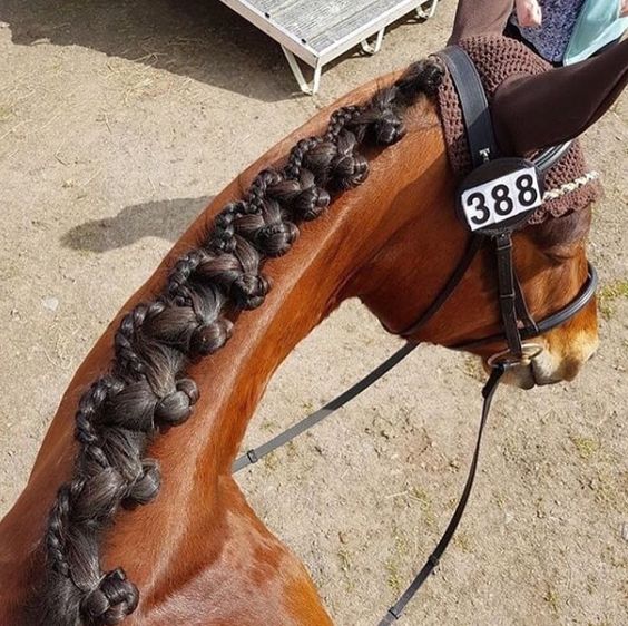 Horses With Great Hair